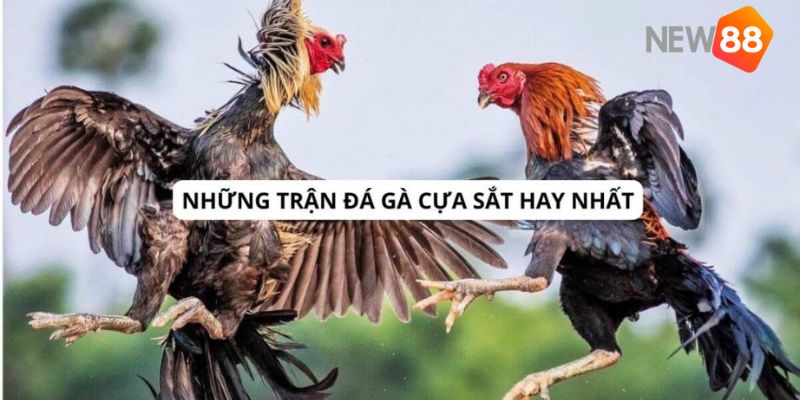 những trận gà đá cựa sắt hay nhất